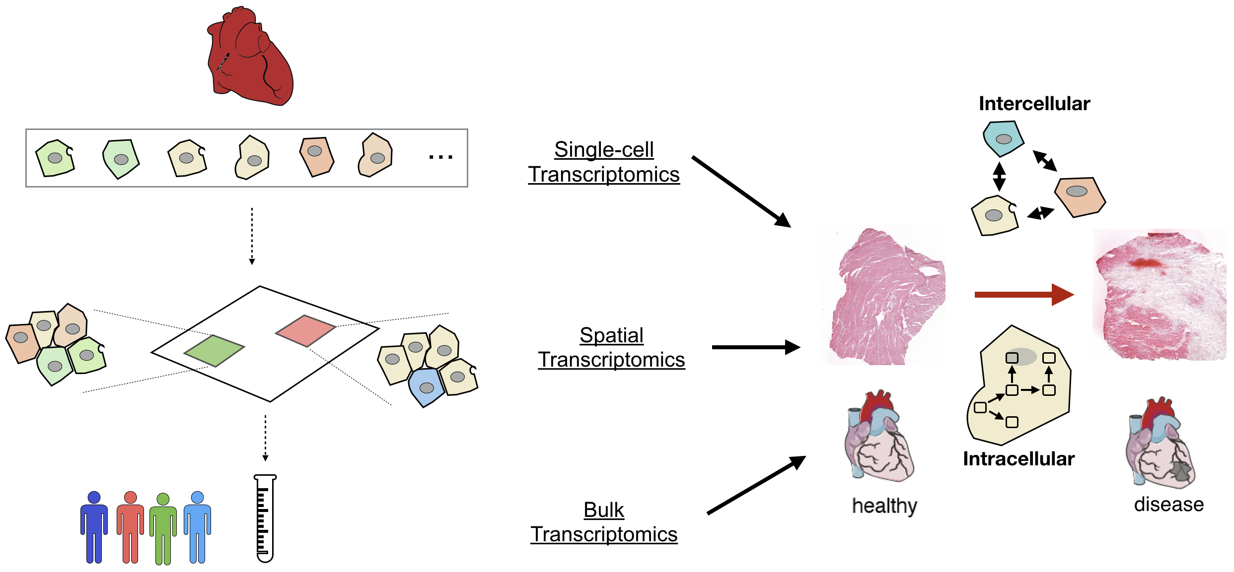 Multi-scale transcriptomics